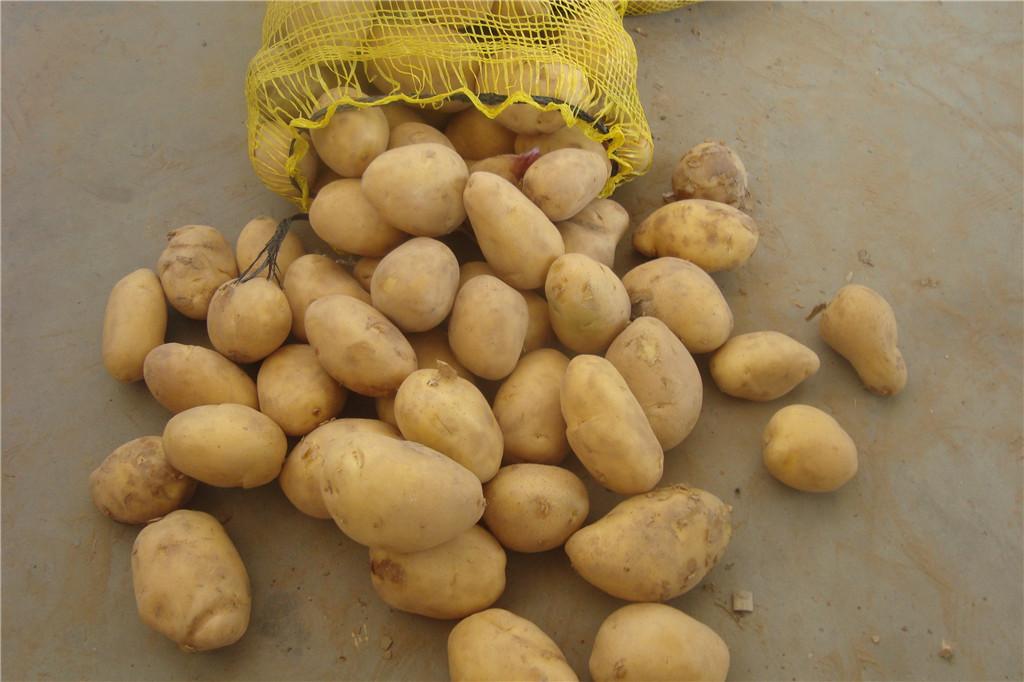 50g150g fresh Potatoes for pakistan india,China JH price supplier 21food