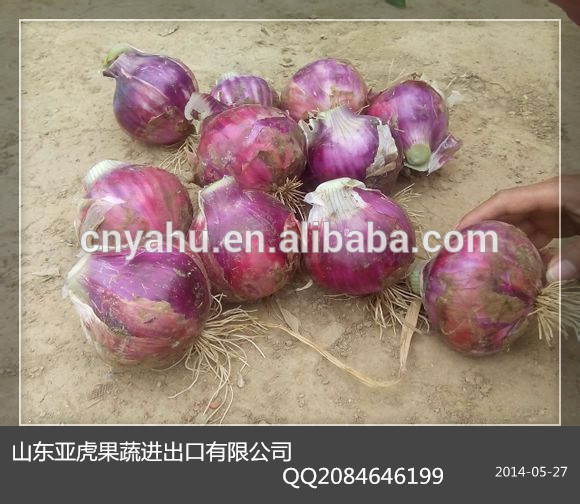 market price for red onion red onion malaysia round onion