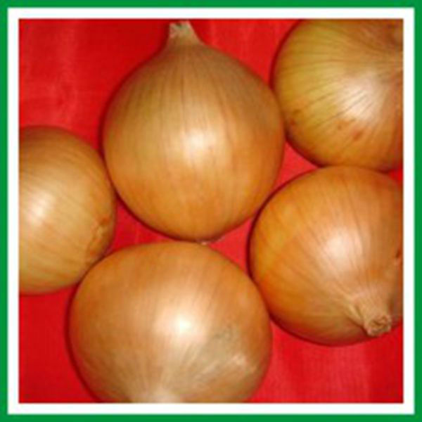 Market Onion