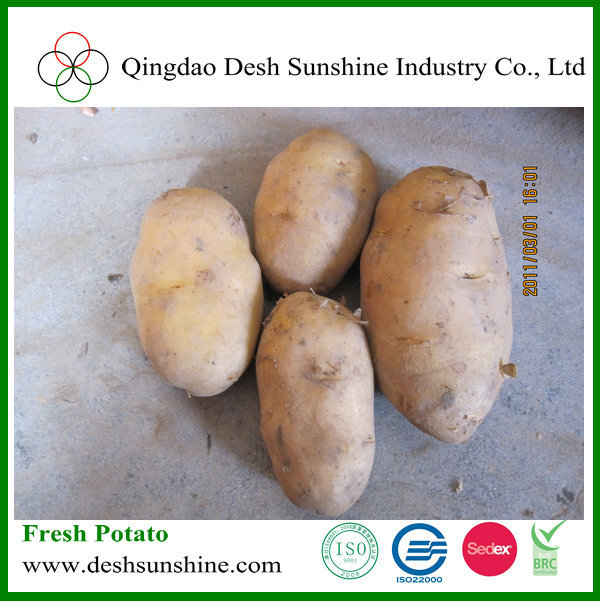 2013 New Crop Fresh Russet Potatoes,China DESH price supplier - 21food