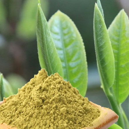 Manufacturer High Quality Plant Extract green tea powder