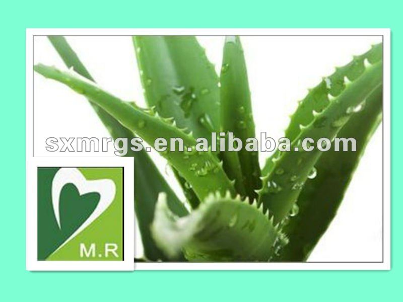 Gmp Standard Aloe Extract Belongs To Plant Extractchina Mr Price Supplier 21food 7938