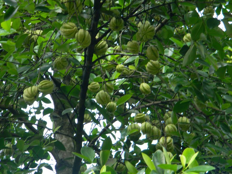 Garcinia Cambogia Fruit Tree - Garcinia Cambogia Hanging From A Tree In An Orchard Stock Photo Download Image Now Istock / Garcinia cambogia family name :