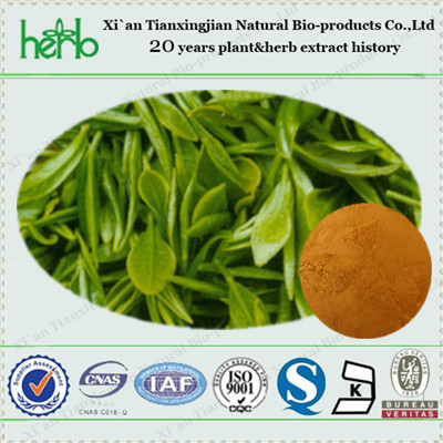 Direct manufacturer supply Natural green tea extract powder 90% tea polyphenols