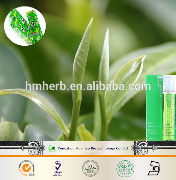 Manufacturer supply green extract powder Black Tea Extract