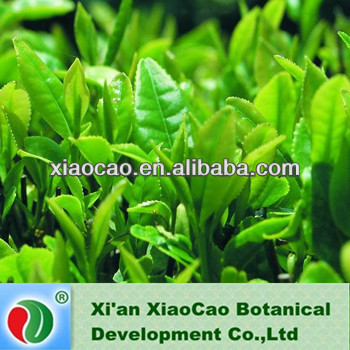 GMP manufacturer supply high quality green tea extract polyphenols powder
