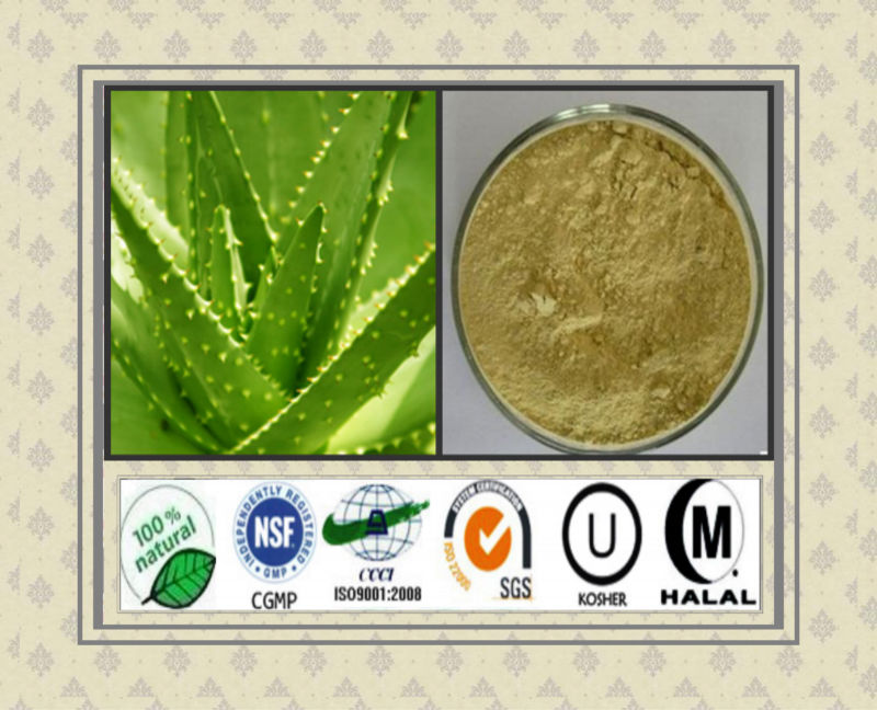 Manufacturer Supply Natural Aloe Vera Extract powder