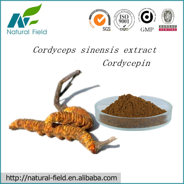 cordycepin powder with best price,China NF price supplier - 21food