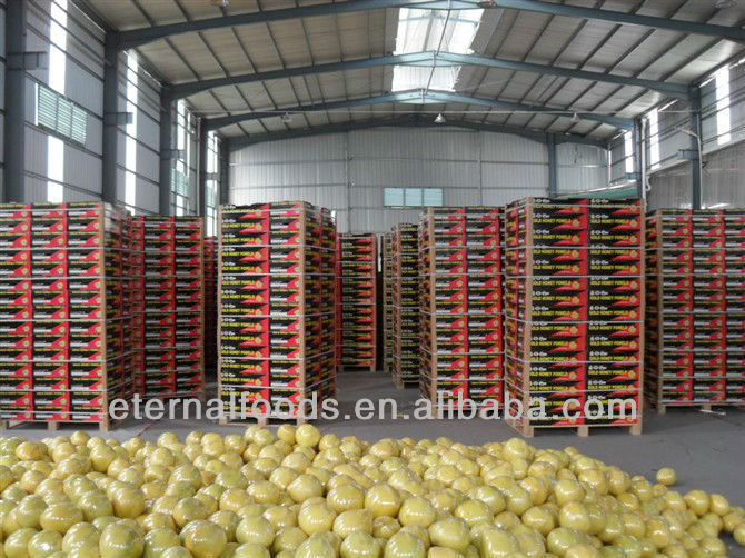 Export new fresh honey pomelo from China