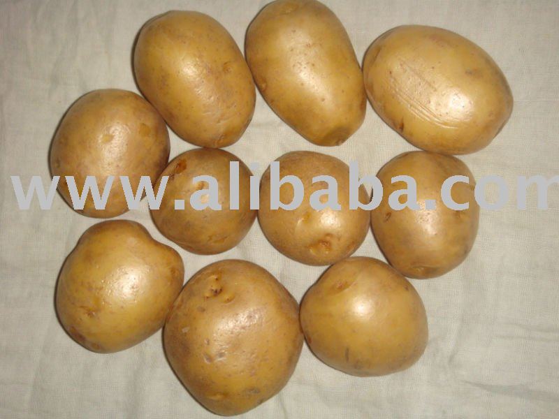 Bangladesh Good Quality Fresh Potato,bangladesh Youfa Trading Price 