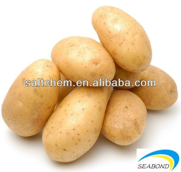 fresh holland potato for Aisa and middle east,China SEABOND price ...