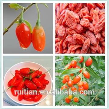 Ningxia goji berry for health product, dried goji fruit