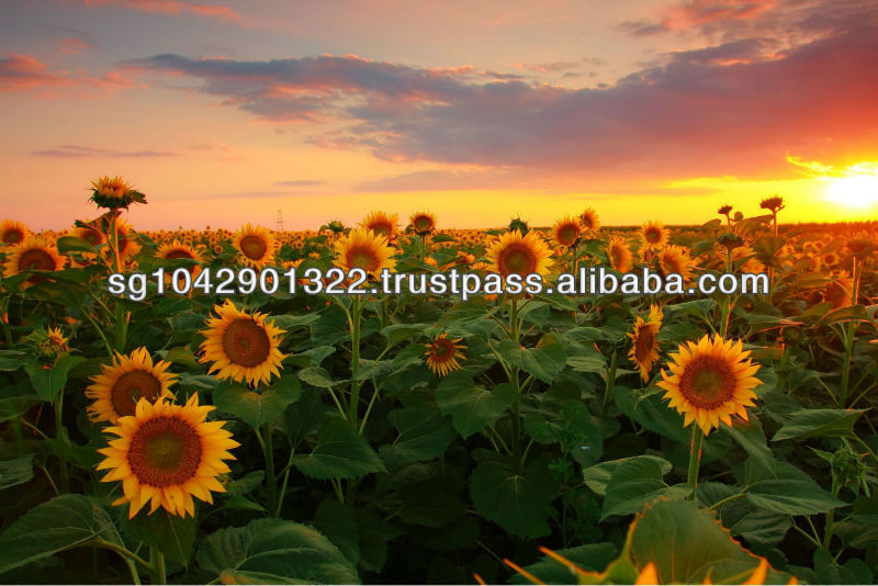 Crude Sunflower Oil (for India Market),Singapore price supplier - 21food