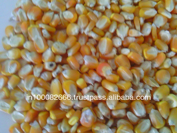Yellow Corn / Maize Animal Feed,India PAI Maize Animal Grade price supplier  - 21food