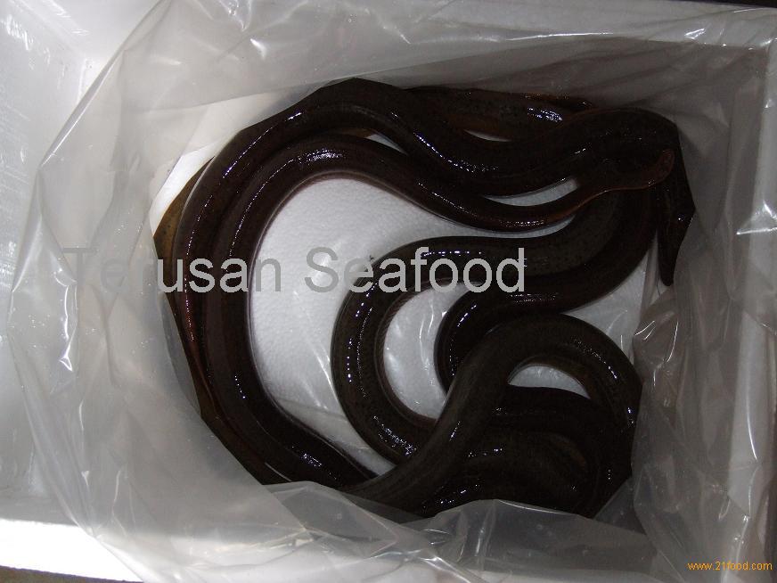 Live /fresh eel fish, Glass eel ,elver and adult eel,Malaysia price