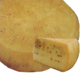 Pecorino Cheese