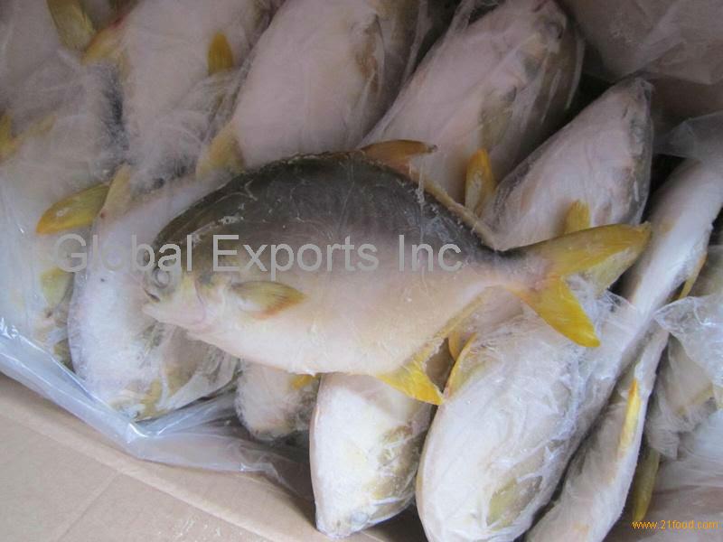 frozen golden pomfret