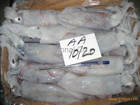 Loligo Squid,Pakistan MFK price supplier - 21food