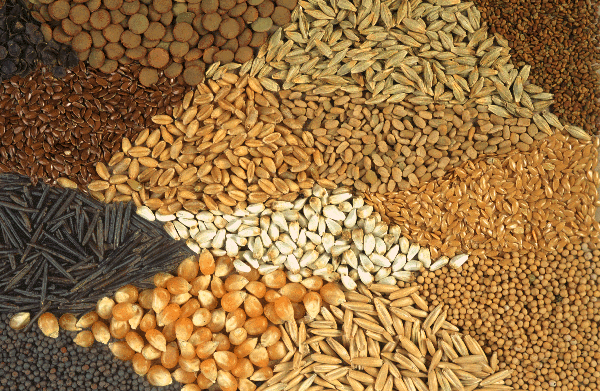  Seed s