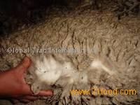 Wet Salted Sheep Hides