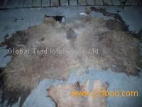 Wet Salted Camel Hides