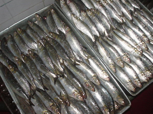 Whole  Frozen   Sardine 