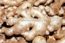 fresh and dry ginger for sale in huge quantity