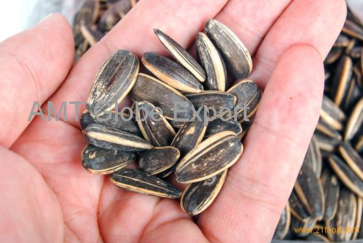 sunflower-seeds-roasted-sunflower-seeds-unsalted-in-shell-chocolate