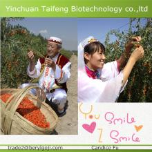 EU standard dried wolfberry/goji berries