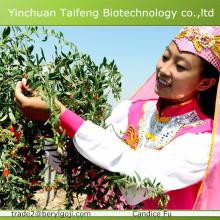 Ningxia Lycium barbarum L. wholesale