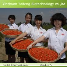 Chinese qouqi in preserved fruit