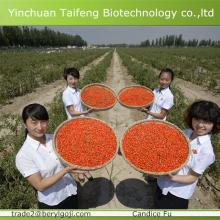 goji berries export wholesaler in Ningxia
