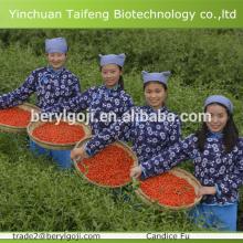certified organic goji berry