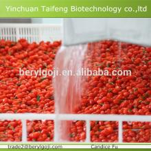 New goji berry price
