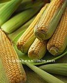  Maltodextrin   DE15 - 20 