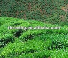 Chinese/China healthy and herbal black tea