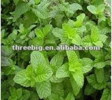 HOT!!! Natural peppermint powder, for soft drinks and desserts!!!