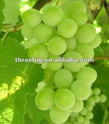 TASTY!!!sweet  grape  fruit  powder , green  grape  and  red   grape   powder !!!