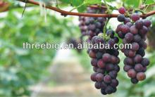 Delicious! grape juice powder/grape flavor