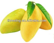 mango flavor powder from samda,mango powder for soft drinks