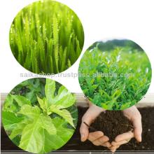 slim green tea - delicious health drink containing popular matcha