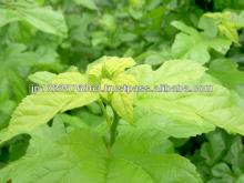 Sterilized Q3MG mulberry leaf powder