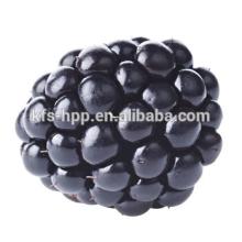 HACCP  Frozen   Mulberry  Puree