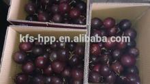 HACCP ISO certified Frozen Passion Fruit Puree