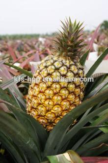 HACCP ISO certified Best Quality HPP fresh Pineapple Fruit Juices not concentrate