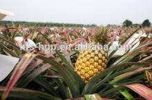HACCP ISO certified Best HPP Pure Pineapple Fruit Juices not concentrate