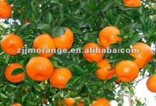 fresh orange
