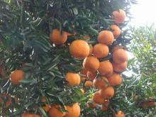 Mandarin Orange