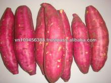 Fresh Japanese Sweet Potato