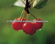sourcherry juice concentrate